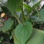 Dioscorea bulbifera Blad