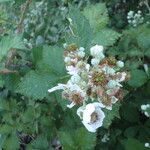 Rubus vestitus ফুল