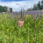 Onobrychis arenaria Blüte