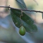 Microcos schmitzii Frucht