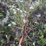 Symphyotrichum lanceolatum Frunză