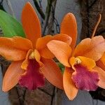 Cattleya wittigiana 花