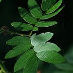 Mimosa ceratonia Blad