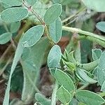 Onobrychis aequidentata 葉