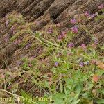 Echium stenosiphon ᱛᱟᱦᱮᱸ