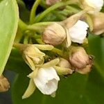 Cynanchum ellipticum Flor