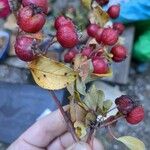 Malus hupehensis Blatt