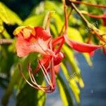 Caesalpinia pulcherrimaÕis