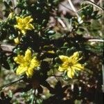 Asterolasia trymalioides Blomst