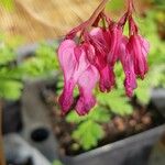 Dicentra eximia Floare