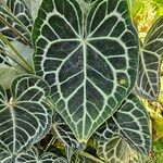 Anthurium crystallinum List