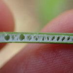 Juncus usitatus Fruitua