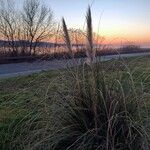 Cortaderia selloana Frukto