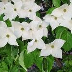 Cornus kousa Blüte