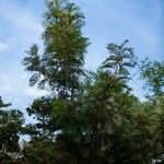 Grevillea robusta Hábito