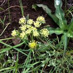 Lomatium dasycarpum Цвят