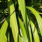 Pandanus tectorius Feuille