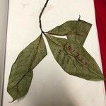 Couma guianensis Leaf