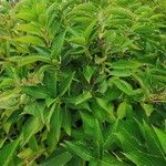 Hydrangea arborescens Folio