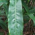 Alpinia officinarum Leaf