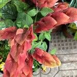 Justicia brandegeeana Flor