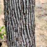 Pavetta gardeniifolia Bark