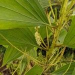 Acacia mangium Blomma