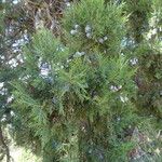 Juniperus excelsa Folha