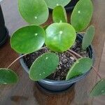 Peperomia polybotryaFrunză