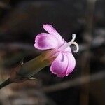 Dianthus godronianus फूल