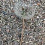 Taraxacum sect. Taraxacum花