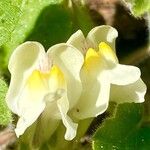 Asarina procumbensFlower