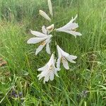 Paradisea liliastrum Flower