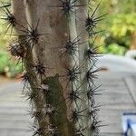 Cereus aethiops Blad