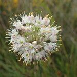 Allium ericetorum 花