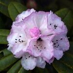 Rhododendron pachytrichum Λουλούδι