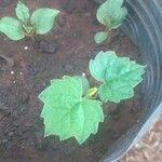 Vitis rotundifolia Leaf