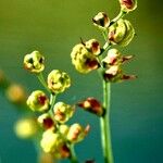 Crocosmia aurea Froito