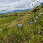 Delphinium leroyi Hábito