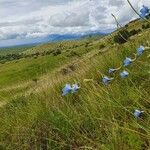 Delphinium leroyi Hàbitat