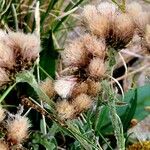 Antennaria carpatica 整株植物