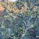 Lithraea molleoides Hoja