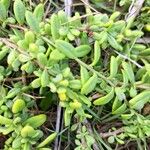Lycium mascarenense Leaf