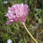 Allium serra Květ