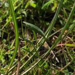 Pseudopodospermum brevicaule Leaf