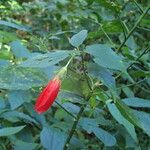 Malvaviscus penduliflorus Outro