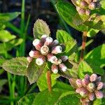 Pluchea foetida Flower