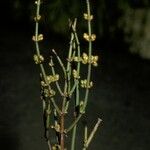 Ephedra chilensis Λουλούδι