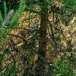 Pinus monophylla 樹皮