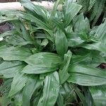 Aspidistra elatior Frunză